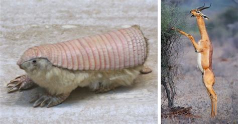 most weird animals|animals you never knew existed.
